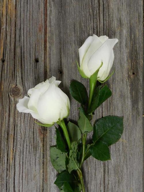 WHITE CHOCOLATE CREAM ROSES